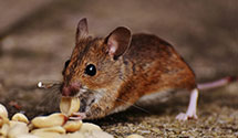 24 Hour & Emergency Exterminators in Warrenton, NC